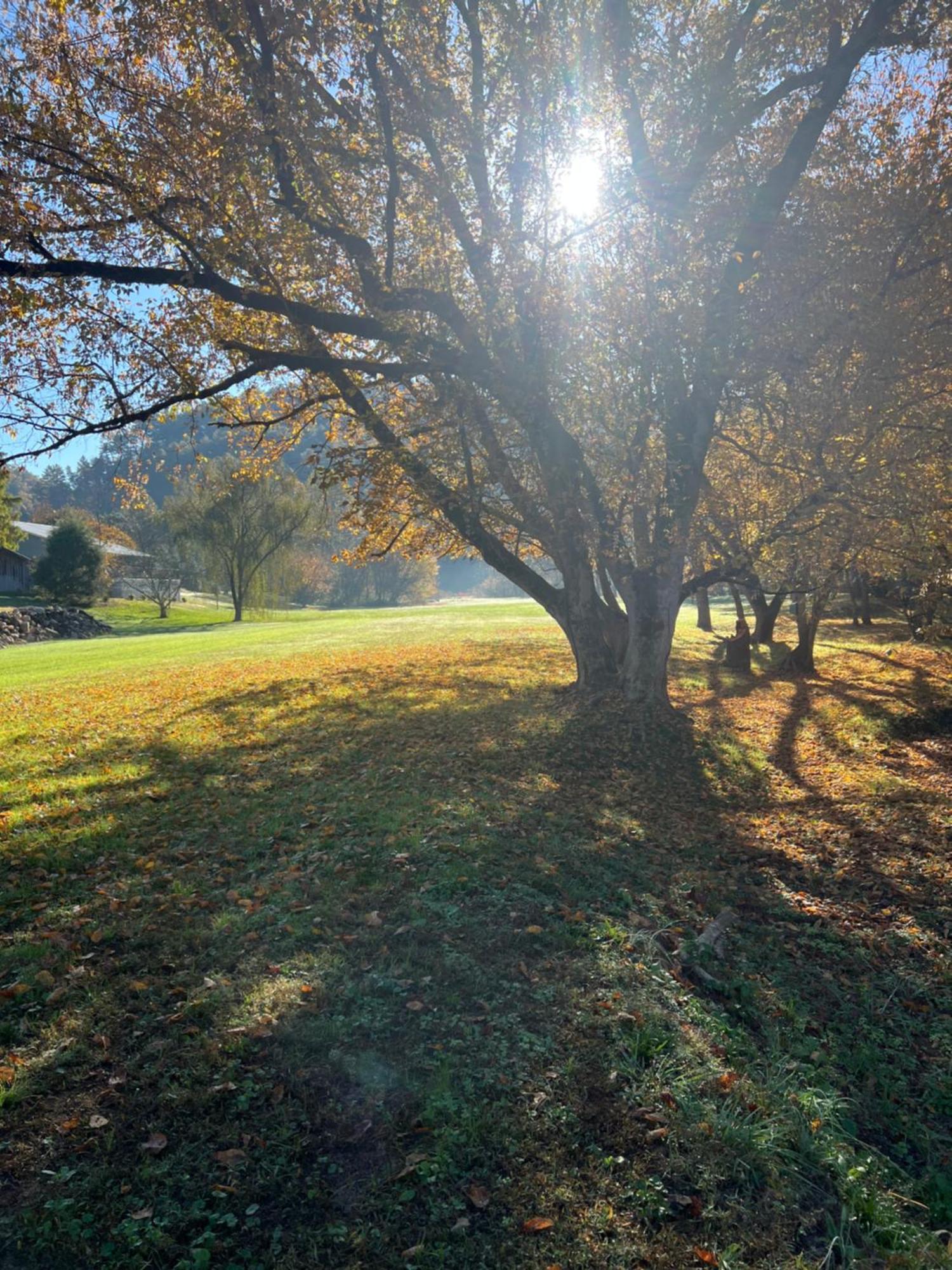 Firefly Fields 2-Acres With Guest House, Game Room, Mountain & River Views Севьервилл Экстерьер фото